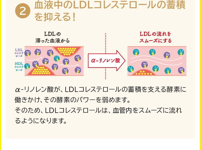 ②血液中のLDLコレステロールの蓄積を抑える！