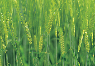 貴重な小麦胚芽油のパワー